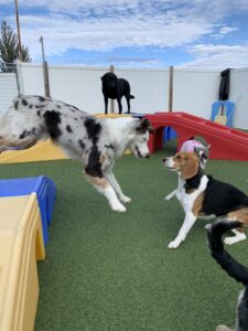 Dog day care for a week new arrivals